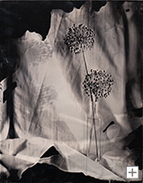 Allium, Hannover 2015